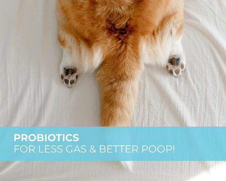 PUP CHOICE - Pup Choice Probiotics for Dogs 140 Masticables - The Red Vitamin MX - Probióticos Para Perros - {{ shop.shopifyCountryName }}