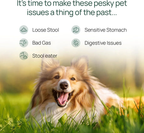 PAWTREE - pawTree Gastro Pro Plus for Dogs and Cats 30 Masticables - The Red Vitamin MX - Probióticos Para Perros - {{ shop.shopifyCountryName }}