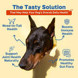 HAPPY PAWS - Happy Paws Multivitamin for Dogs Lamb Flavor 100 Masticables - The Red Vitamin MX - Multivitamínicos Para Perros - {{ shop.shopifyCountryName }}