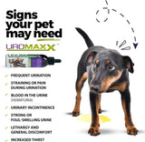 UROMAXX - UroMAXX Cat & Dog Urinary Tract Treatment Chicken Flavor 6 Fl.Oz. - The Red Vitamin MX - Salud De Tracto Urinario Para Perros - {{ shop.shopifyCountryName }}