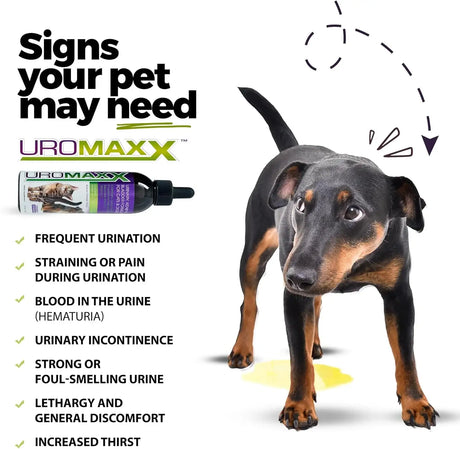 UROMAXX - UroMAXX Cat & Dog Urinary Tract Treatment Chicken Flavor 6 Fl.Oz. 2 Pack - The Red Vitamin MX - Salud De Tracto Urinario Para Perros - {{ shop.shopifyCountryName }}