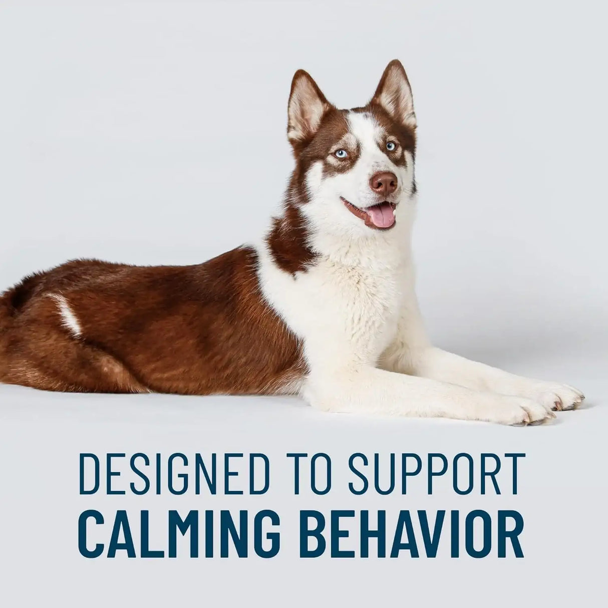 NUTRAMAX - Nutramax Solliquin Calming Behavioral Health Supplement for Large Dogs 75 Masticables - The Red Vitamin MX - Relajantes Para Perros - {{ shop.shopifyCountryName }}