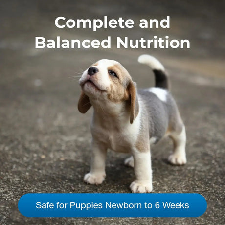 PETAG - Pet-Ag PetLac Ready-to-Feed Milk Replacement for Puppies Newborn to Six Weeks Old 946Ml. - The Red Vitamin MX - Sustitutos De Leche Para Perros - {{ shop.shopifyCountryName }}