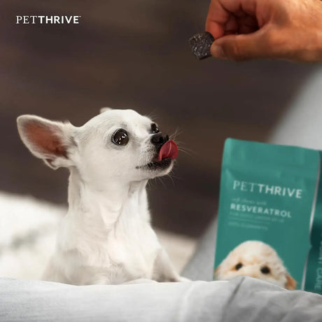 PETHRIVE - PetThrive Dog Hip and Joint Support Soft Chews Small Breed 120 Masticables - The Red Vitamin MX - Cuidado De Cadera Y Articulaciones Para Perros - {{ shop.shopifyCountryName }}