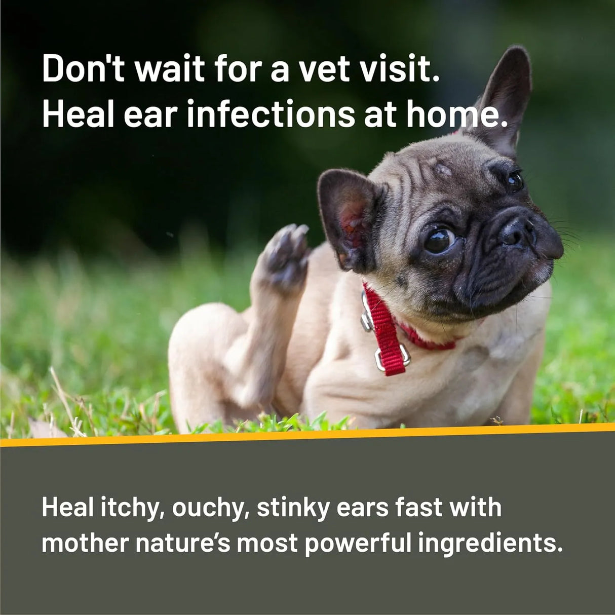 ABSORBINE - Absorbine Silver Honey Rapid Ear Care Vet Strength Ear Cleaner + Infection Treatment - The Red Vitamin MX - Cuidado Del Oído De Perros - {{ shop.shopifyCountryName }}