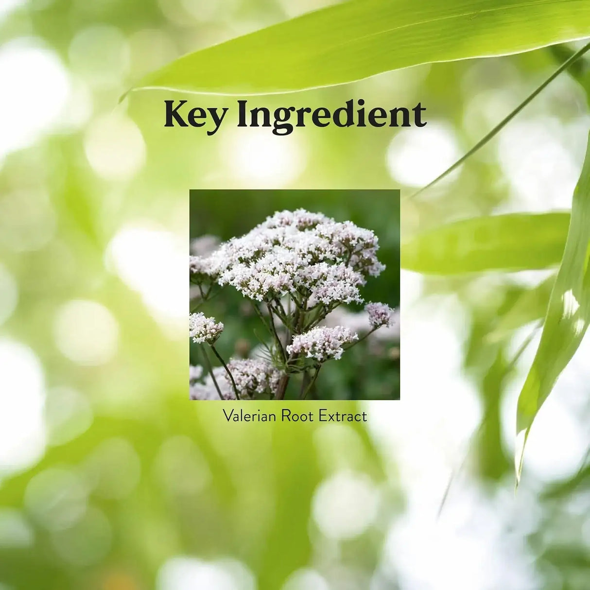 NATURES SUNSHINE - Nature's Sunshine Valerian Root 100 Capsulas - The Red Vitamin MX - Suplementos Alimenticios - {{ shop.shopifyCountryName }}