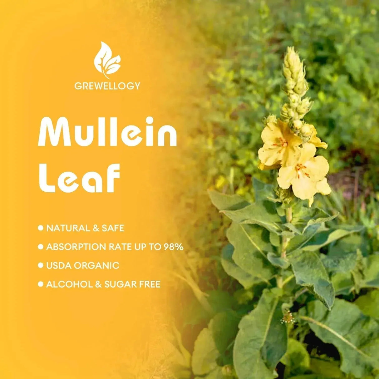 GREWELLOGY - Grewellogy Mullein Drops for Lungs 2 Fl.Oz. - The Red Vitamin MX - Suplementos Alimenticios - {{ shop.shopifyCountryName }}