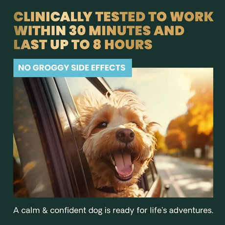 VETRISCIENCE - VetriScience Long Lasting Calm & Confident Calming Chews Chicken 90 Masticables - The Red Vitamin MX - Relajantes Para Perros - {{ shop.shopifyCountryName }}