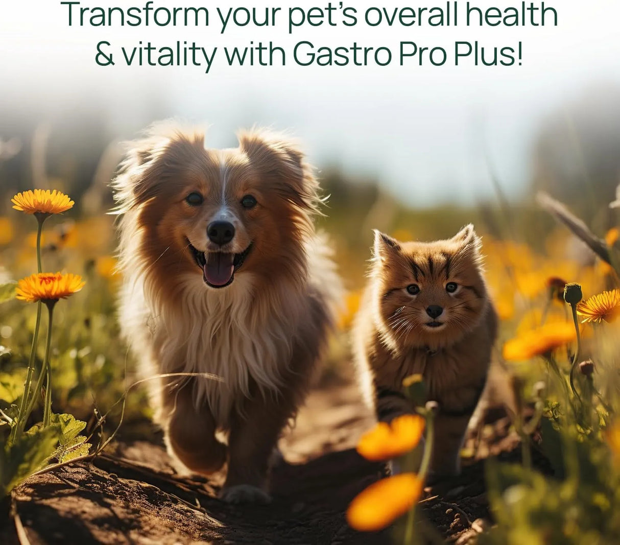 PAWTREE - pawTree Gastro Pro Plus for Dogs and Cats 60 Masticables - The Red Vitamin MX - Probióticos Para Perros - {{ shop.shopifyCountryName }}