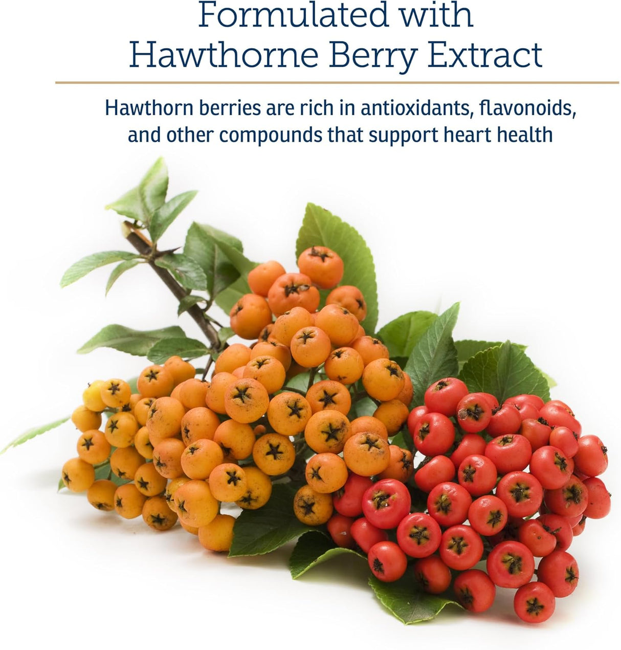 Rx Vitamins Formula CVHawthorn Berry Capsules with Taurine for Dogs 90 Capsulas