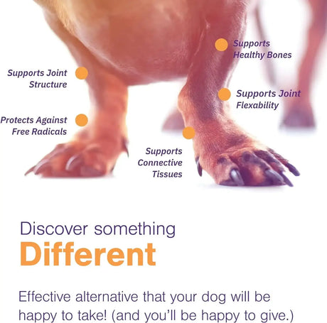 VIRBAC - Virbac MOVOFLEX Soft Chews Hip and Joint Support for Medium Dogs 60 Masticables 2 Pack - The Red Vitamin MX - Cuidado De Cadera Y Articulaciones Para Perros - {{ shop.shopifyCountryName }}