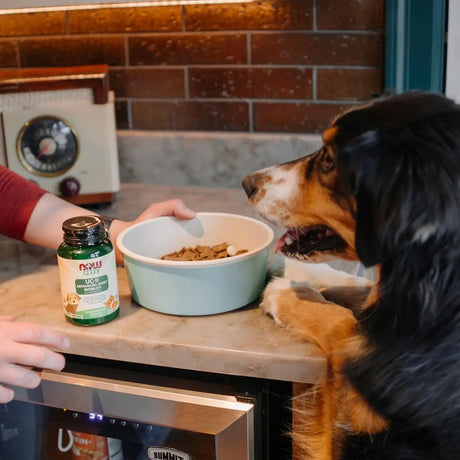 NOW SUPPLEMENTS - NOW Foods Pets UC-II Advanced Joint Mobility for Dogs and Cats 60 Tabletas Masticables - The Red Vitamin MX - Cuidado De Cadera Y Articulaciones Para Perros - {{ shop.shopifyCountryName }}