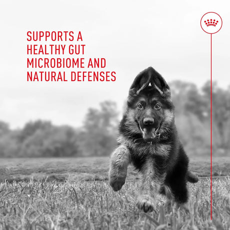 ROYAL CANIN - Royal Canin Probiotics for Dogs 30 Paquetes - The Red Vitamin MX - Probióticos Para Perros - {{ shop.shopifyCountryName }}