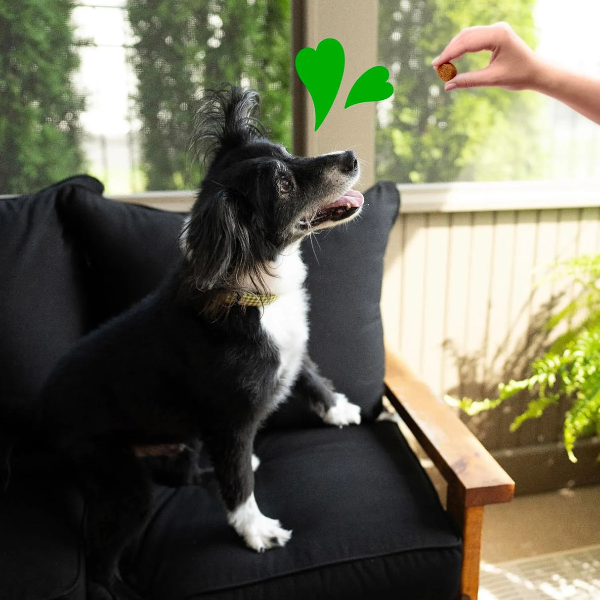 GREENIES - Greenies Dog Supplements 8-in-1 Multi-Benefit Chicken Flavor 40 Masticables - The Red Vitamin MX - Multivitamínicos Para Perros - {{ shop.shopifyCountryName }}
