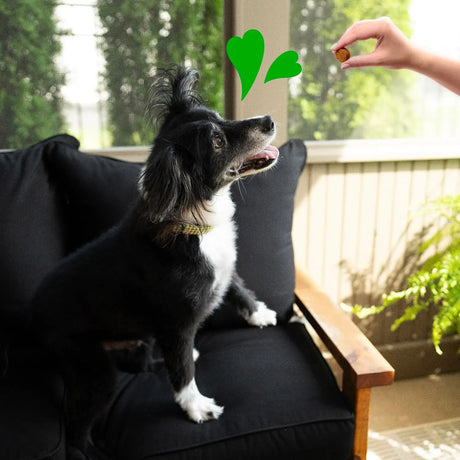 GREENIES - Greenies Dog Supplements 8-in-1 Multi-Benefit Chicken Flavor 80 Masticables - The Red Vitamin MX - Multivitamínicos Para Perros - {{ shop.shopifyCountryName }}