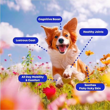 CLUB HACHIKO - Club Hachiko Wild‑Caught Alaska Fish Oil for Dogs & Cats 8 Fl.Oz. - The Red Vitamin MX - Aceite De Pescado Para Perros - {{ shop.shopifyCountryName }}