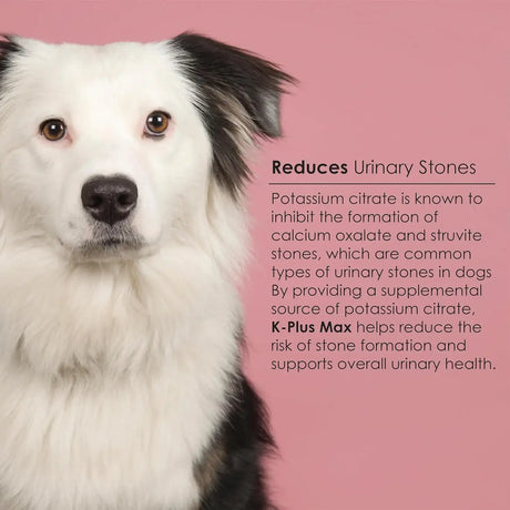 K-PLUS MAX - K-PLUS MAX Urinary Tract Health Soft Chews for Dogs 90 Masticables - The Red Vitamin MX - Salud De Tracto Urinario Para Perros - {{ shop.shopifyCountryName }}