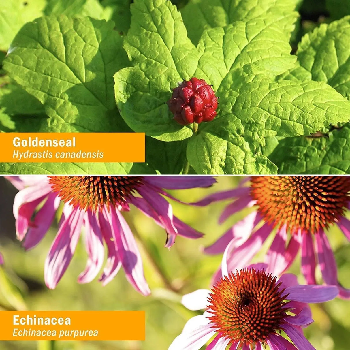 HERB PHARM - Herb Pharm Certified Organic Golden Echinacea Liquid Extract 1 Fl.Oz. - The Red Vitamin MX - Suplementos Alimenticios - {{ shop.shopifyCountryName }}