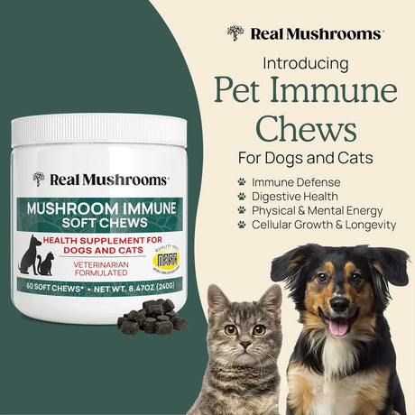 REAL MUSHROOMS - Real Mushrooms Immune Soft Chews for Pets 60 Masticables - The Red Vitamin MX - Suplementos Herbales Para Perros - {{ shop.shopifyCountryName }}