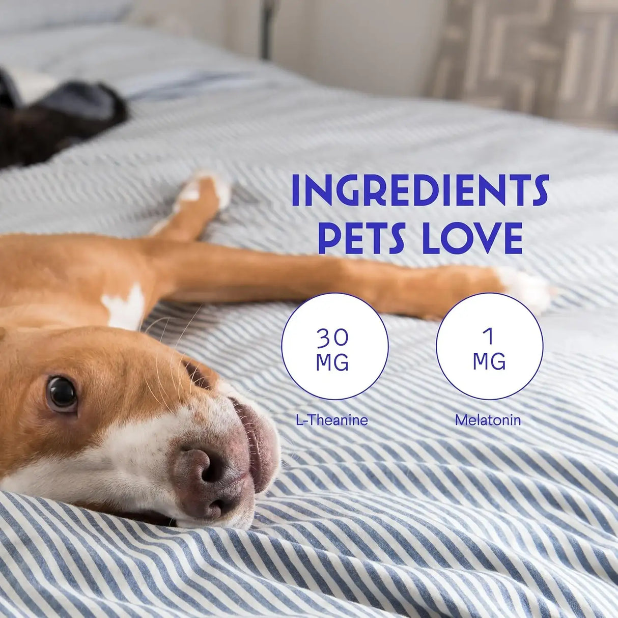 WONDER PAWS - WONDER PAWS Melatonin for Dogs 60Ml. - The Red Vitamin MX - Relajantes Para Perros - {{ shop.shopifyCountryName }}