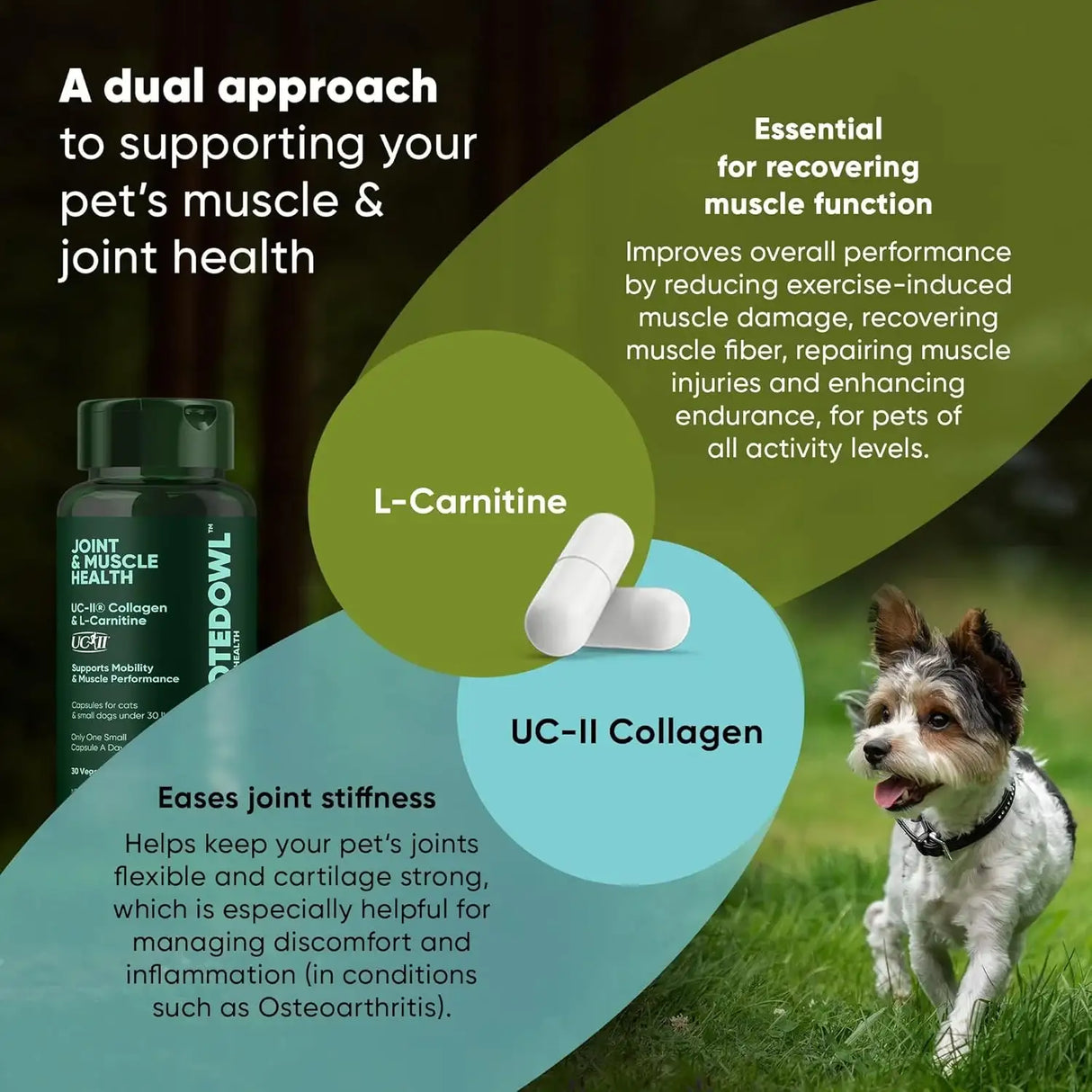 ROOTED OWL - Rooted Owl Joint and Muscle Support for Cats and Small Dogs 30 Capsulas - The Red Vitamin MX - Cuidado De Cadera Y Articulaciones Para Perros - {{ shop.shopifyCountryName }}