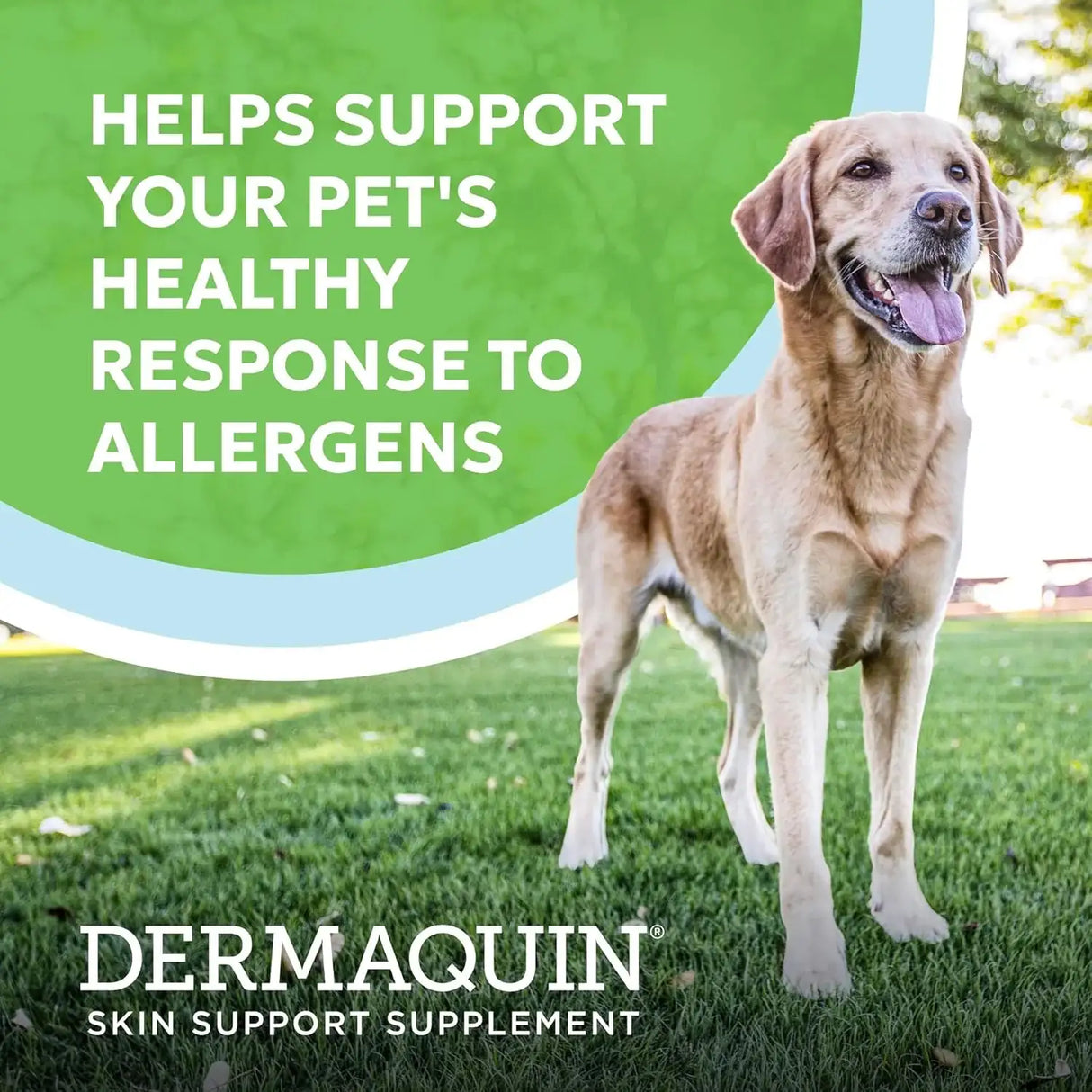 NUTRAMAX - Nutramax Dermaquin Skin Support for Large Dogs 31+ lbs 60 Masticables - The Red Vitamin MX - Remedios Para La Picazón De Perros - {{ shop.shopifyCountryName }}