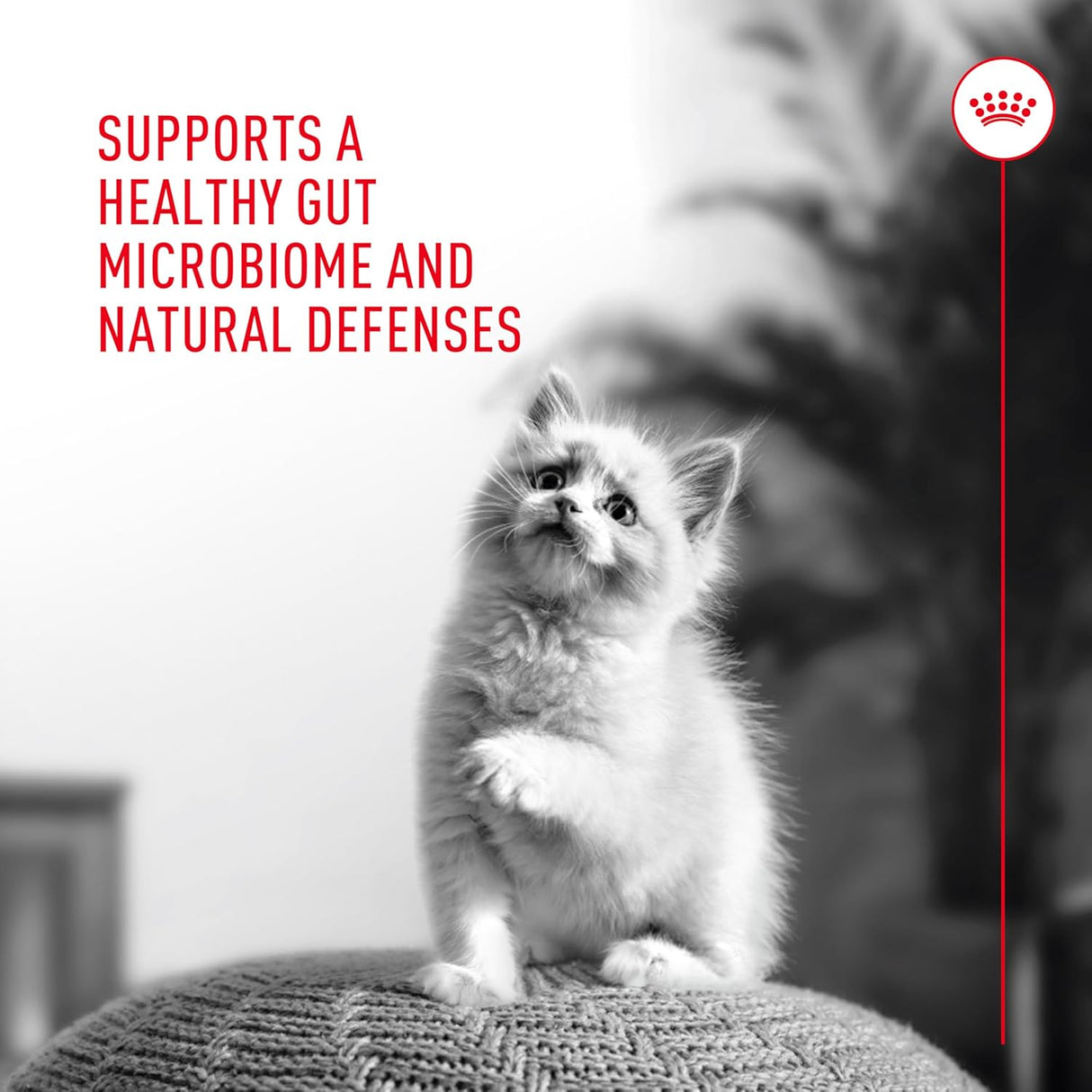 Royal Canin Probiotics for Cats Digestive and Immune Health Powder 30 Paquetes