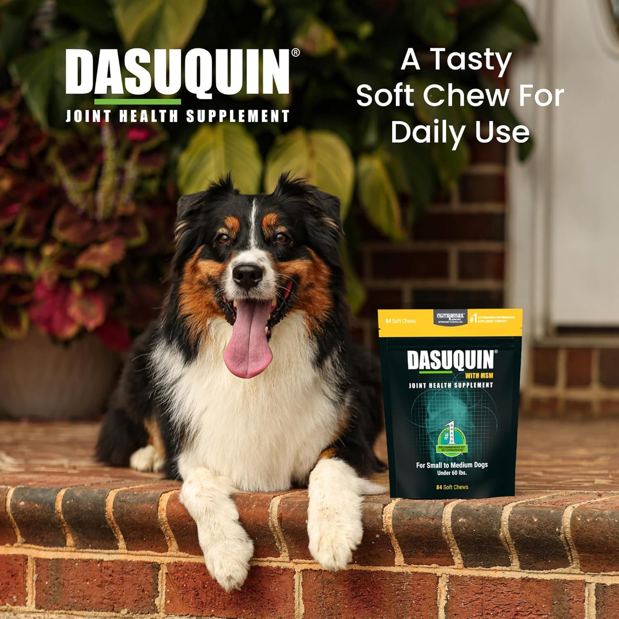 Nutramax Dasuquin with MSM Joint Health for Small to Medium Dogs 84 Masticables