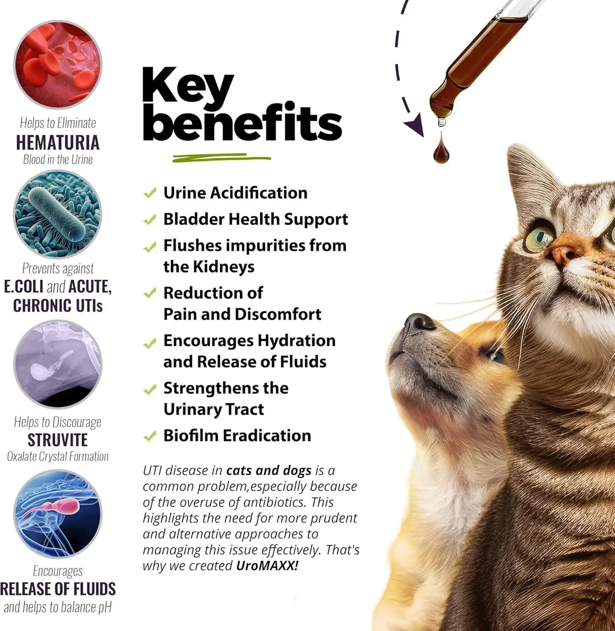 UROMAXX - UroMAXX Cat & Dog Urinary Tract Treatment Chicken Flavor 6 Fl.Oz. - The Red Vitamin MX - Salud De Tracto Urinario Para Perros - {{ shop.shopifyCountryName }}