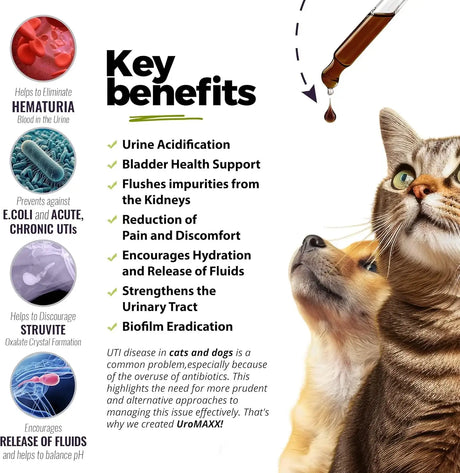 UROMAXX - UroMAXX Cat & Dog Urinary Tract Treatment Chicken Flavor 6 Fl.Oz. 2 Pack - The Red Vitamin MX - Salud De Tracto Urinario Para Perros - {{ shop.shopifyCountryName }}