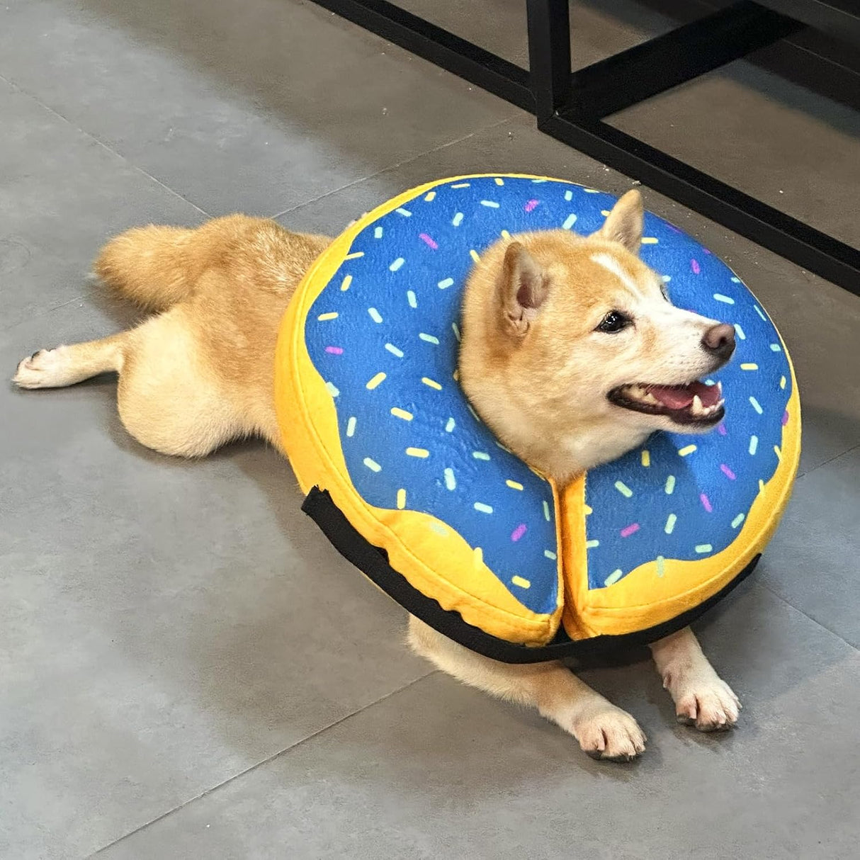 Katoggy Inflatable Dog Collar YELLOW BLUE EXTRA LARGE