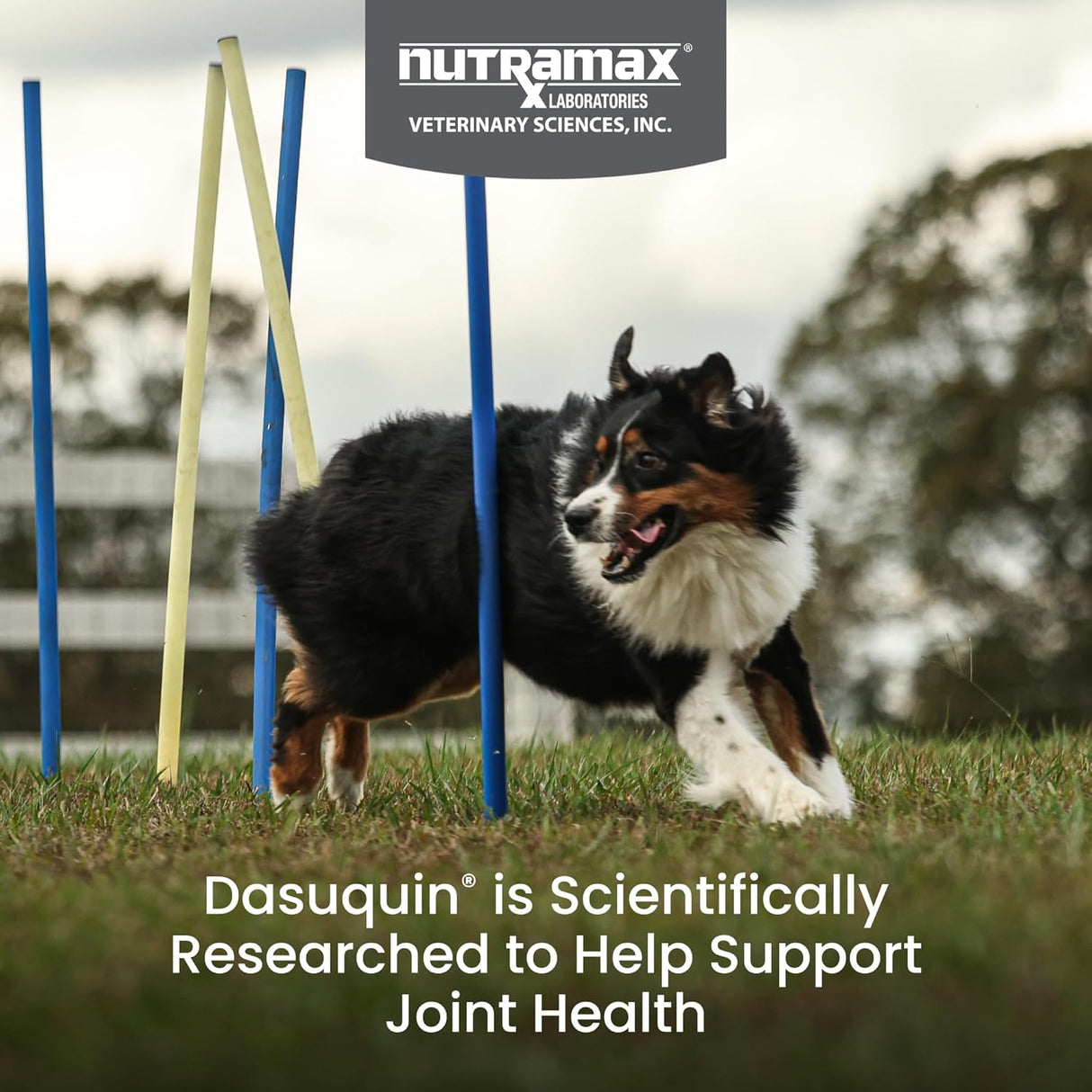 Nutramax Laboratories Dasuquin with MSM Joint Health for Large Dogs 84 Masticables