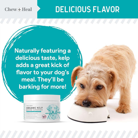 CHEW + HEAL - Chew + Heal Labs Kelp Supplement for Dogs 16 Oz. - The Red Vitamin MX - Suplementos Herbales Para Perros - {{ shop.shopifyCountryName }}