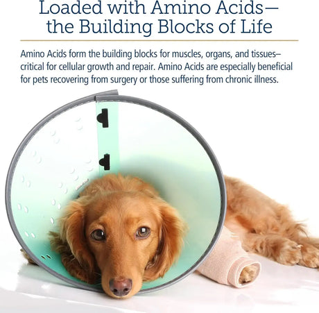 RX VITAMINS - Rx Vitamins Amino B Plex Cat & Dog Supplement 4 Fl.Oz. - The Red Vitamin MX - Medicamentos Sin Receta Para Perros - {{ shop.shopifyCountryName }}