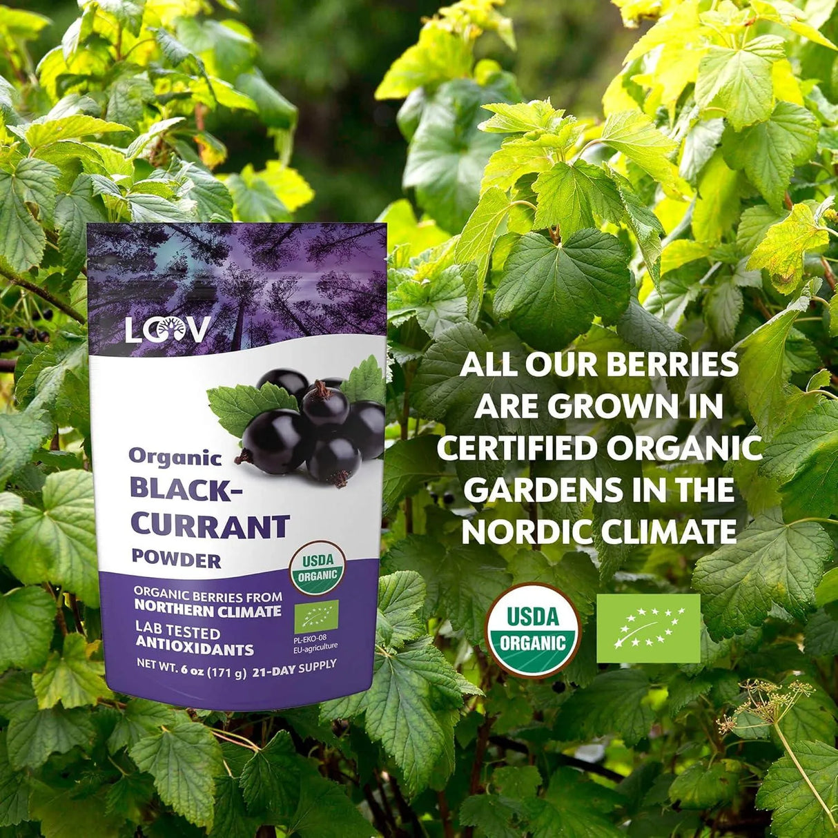 LOOV - LOOV Blackcurrant Powder Organic 171Gr. - The Red Vitamin MX - Suplementos Alimenticios - {{ shop.shopifyCountryName }}