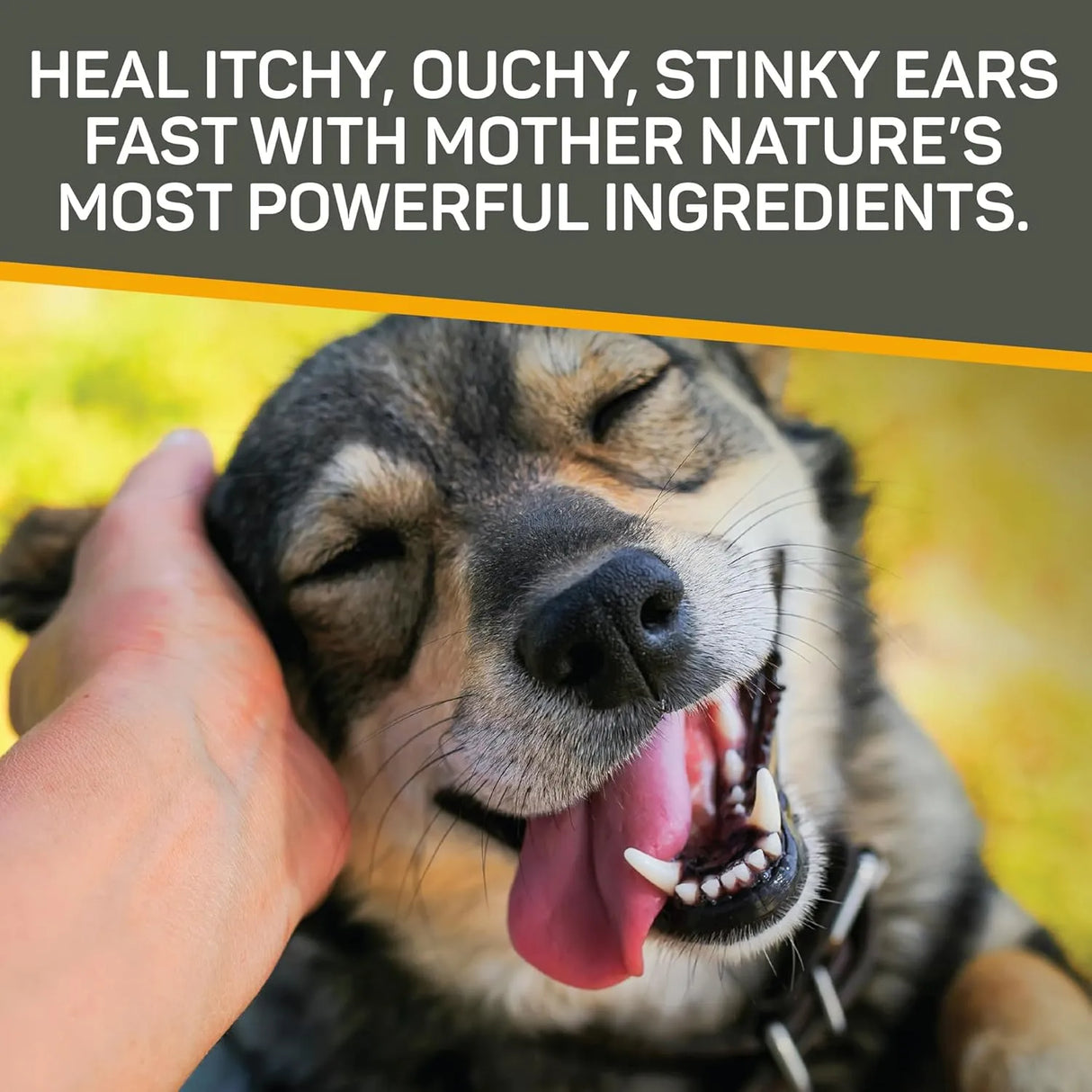 ABSORBINE - Absorbine Silver Honey Rapid Ear Care Vet Strength Ear Cleaner + Infection Treatment - The Red Vitamin MX - Cuidado Del Oído De Perros - {{ shop.shopifyCountryName }}