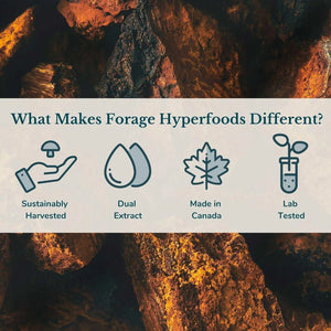 FORAGE HYPERFOODS - Forage Hyperfoods Alcohol-Free Canadian Wild Chaga Superfood Liquid 118Ml. - The Red Vitamin MX - Suplementos Alimenticios - {{ shop.shopifyCountryName }}