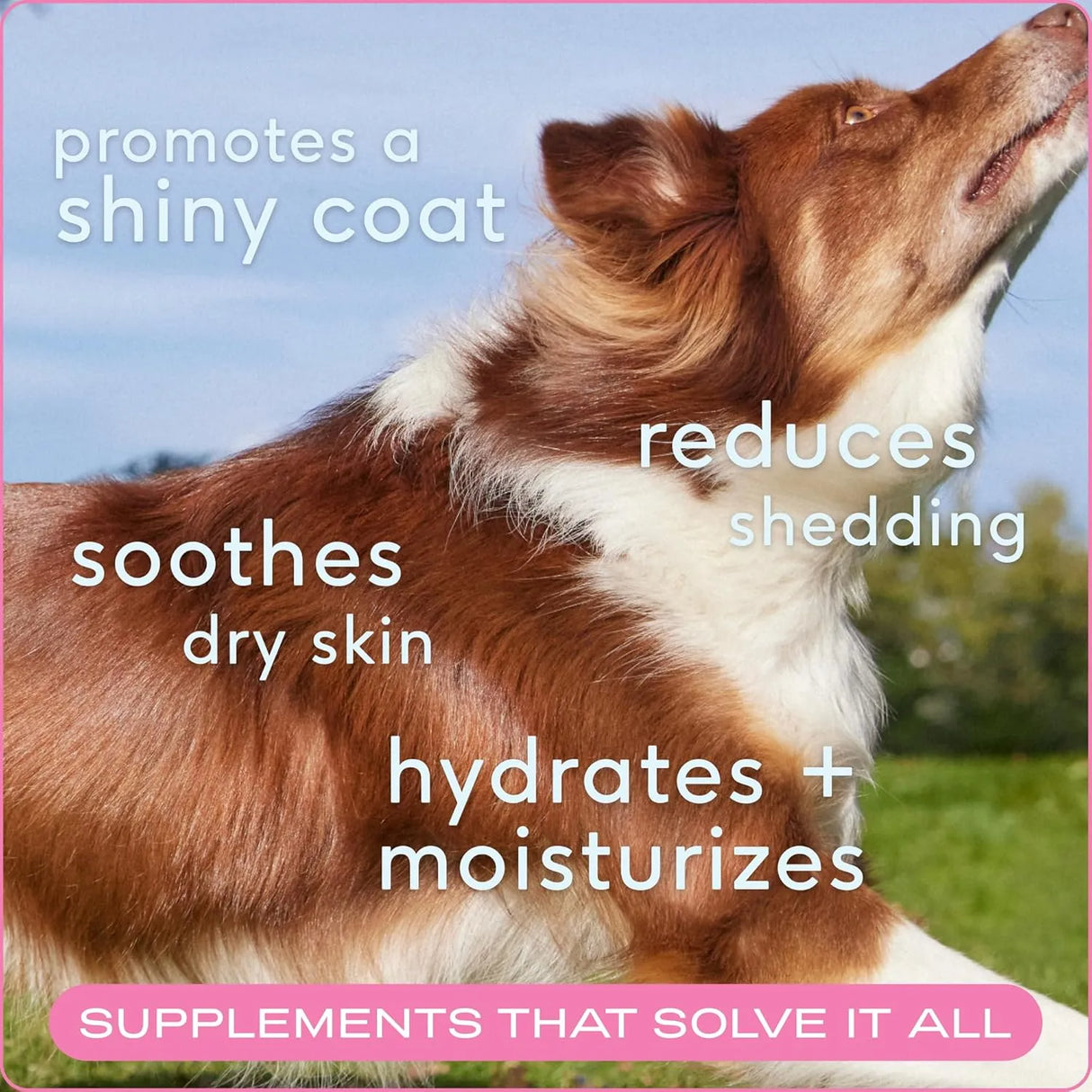 NATIVE PET - Native Pet Omega Skin and Coat Chews for Dogs 120 Masticables - The Red Vitamin MX - Aceite De Pescado Para Perros - {{ shop.shopifyCountryName }}