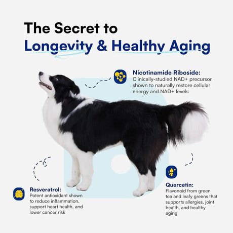 BOOPS PETS - Boops Pets NAD+ Precursor & Senior Dog Supplement 90 Masticables - The Red Vitamin MX - Suplementos Herbales Para Perros - {{ shop.shopifyCountryName }}