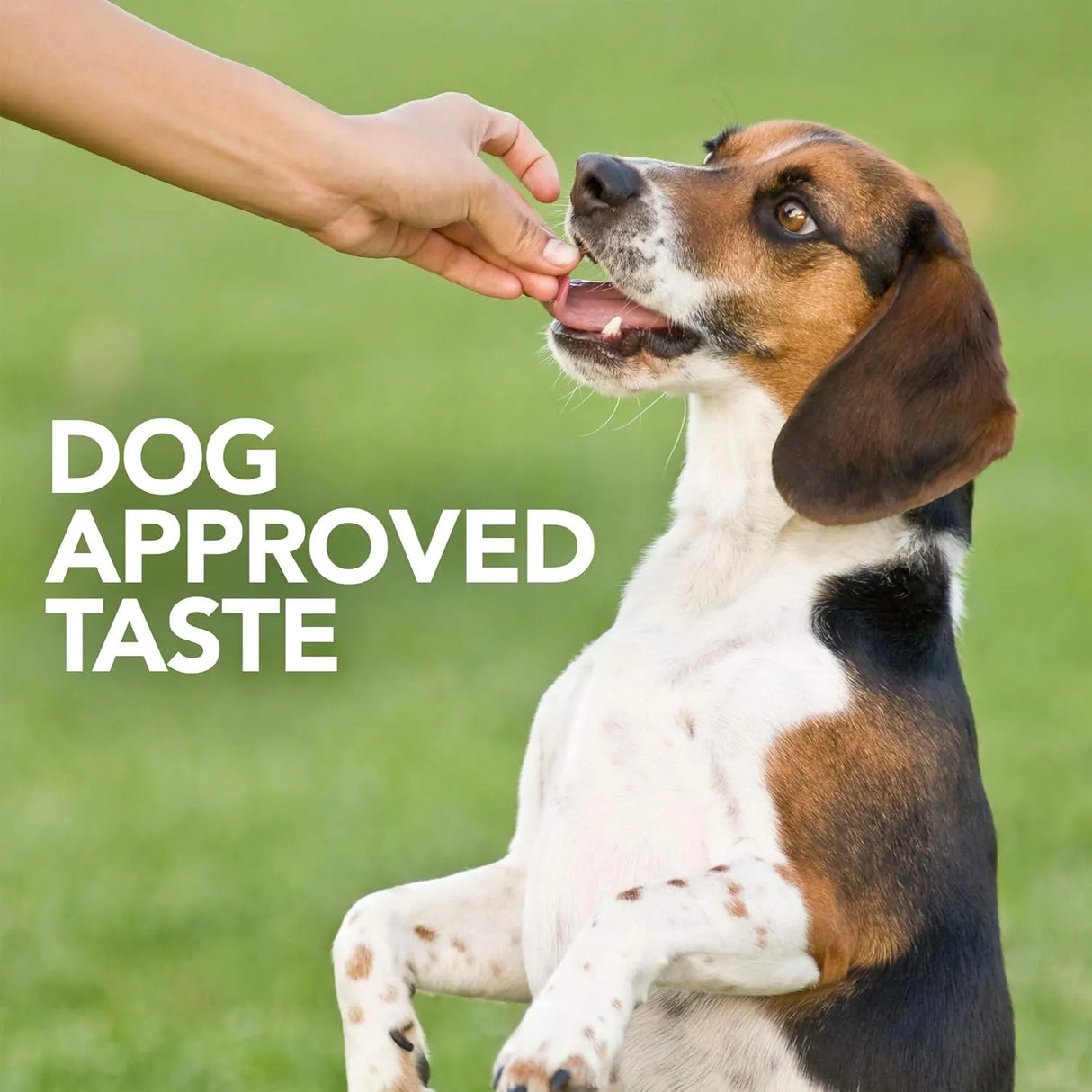 VET'S BEST - Vet's Best Probiotic Soft Chews Dog 90 Masticables - The Red Vitamin MX - Probióticos Para Perros - {{ shop.shopifyCountryName }}