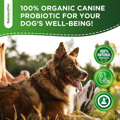 SALUTEMPET - SalutemPet Liquid Probiotics for Dogs Bacon Taste 2 Fl.Oz. - The Red Vitamin MX - Probióticos Para Perros - {{ shop.shopifyCountryName }}