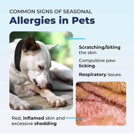 VETNIQUE - Vetnique Dermabliss Medicated Chlorhexidine Antiseptic Skin Spray for Dogs & Cats 8 Fl.Oz. - The Red Vitamin MX - Remedios Para La Picazón De Perros - {{ shop.shopifyCountryName }}