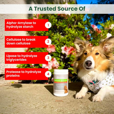 TRUSTWELL PAWMEDICA - TRUSTWELL PAWMEDICA Dog Probiotics and Digestive Enzymes 120 Masticables - The Red Vitamin MX - Probióticos Para Perros - {{ shop.shopifyCountryName }}