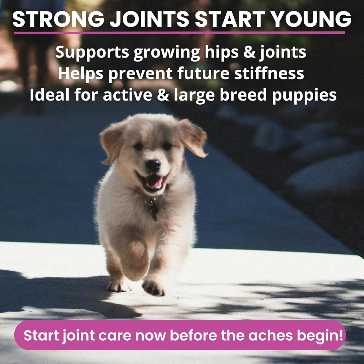 Under the Weather Pet Hip & Joint Chews for Dogs 60 Masticables
