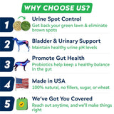 STRELLALAB - STRELLALAB Green Grass Dog Chews 120 Masticables - The Red Vitamin MX - Salud De Tracto Urinario Para Perros - {{ shop.shopifyCountryName }}