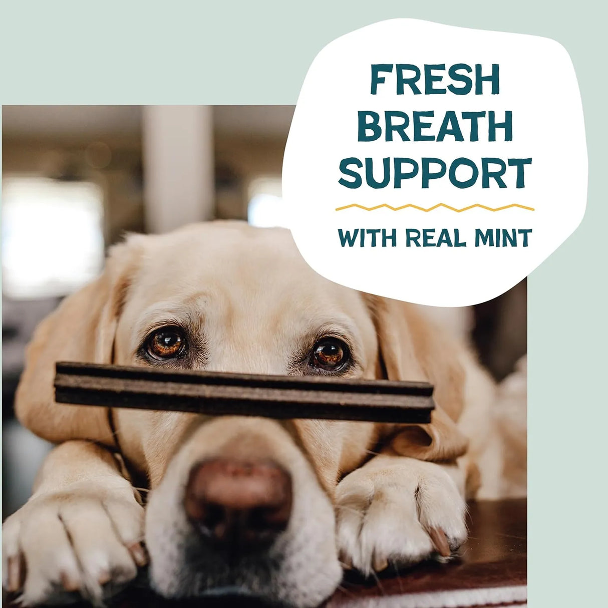SHAMELESS PETS - Shameless Pets Banana Bone-Anza Dental Treats for Dogs 8 Piezas - The Red Vitamin MX - Cuidado Dental Para Perros - {{ shop.shopifyCountryName }}