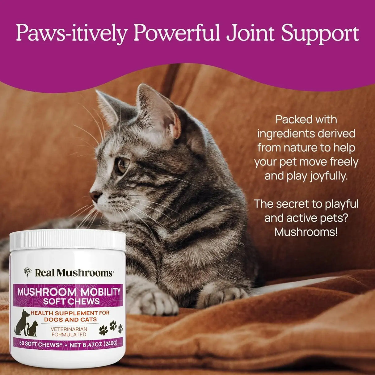 REAL MUSHROOMS - Real Mushrooms Mobility Chews for Dogs & Cats 60 Masticables - The Red Vitamin MX - Suplementos Herbales Para Perros - {{ shop.shopifyCountryName }}