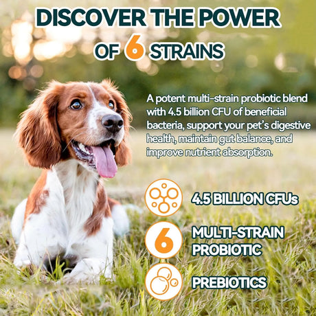 CARMELIE - Carmelie Probiotics for Dogs 200 Masticables - The Red Vitamin MX - Probióticos Para Perros - {{ shop.shopifyCountryName }}