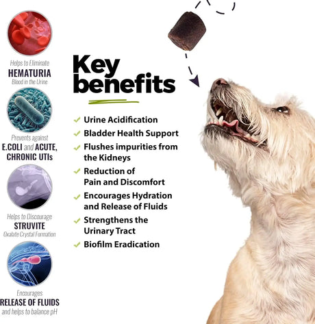 UROMAXX - UroMAXX Dog Urinary Tract Infection Treatment 90 Masticables 2 Pack - The Red Vitamin MX - Salud De Tracto Urinario Para Perros - {{ shop.shopifyCountryName }}