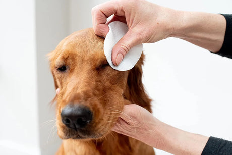 PET WIZ - pet wiz Aloe Vera Eye Wipes for Cleaning Dogs & Cats 120 Toallitas - The Red Vitamin MX - Cuidado De Los Ojos De Los Perros - {{ shop.shopifyCountryName }}